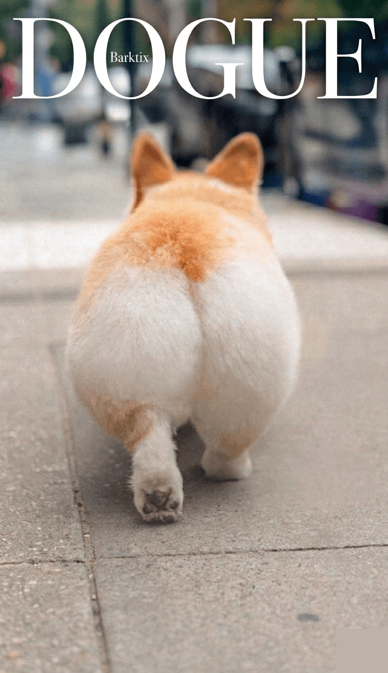 Dogue — Corgi